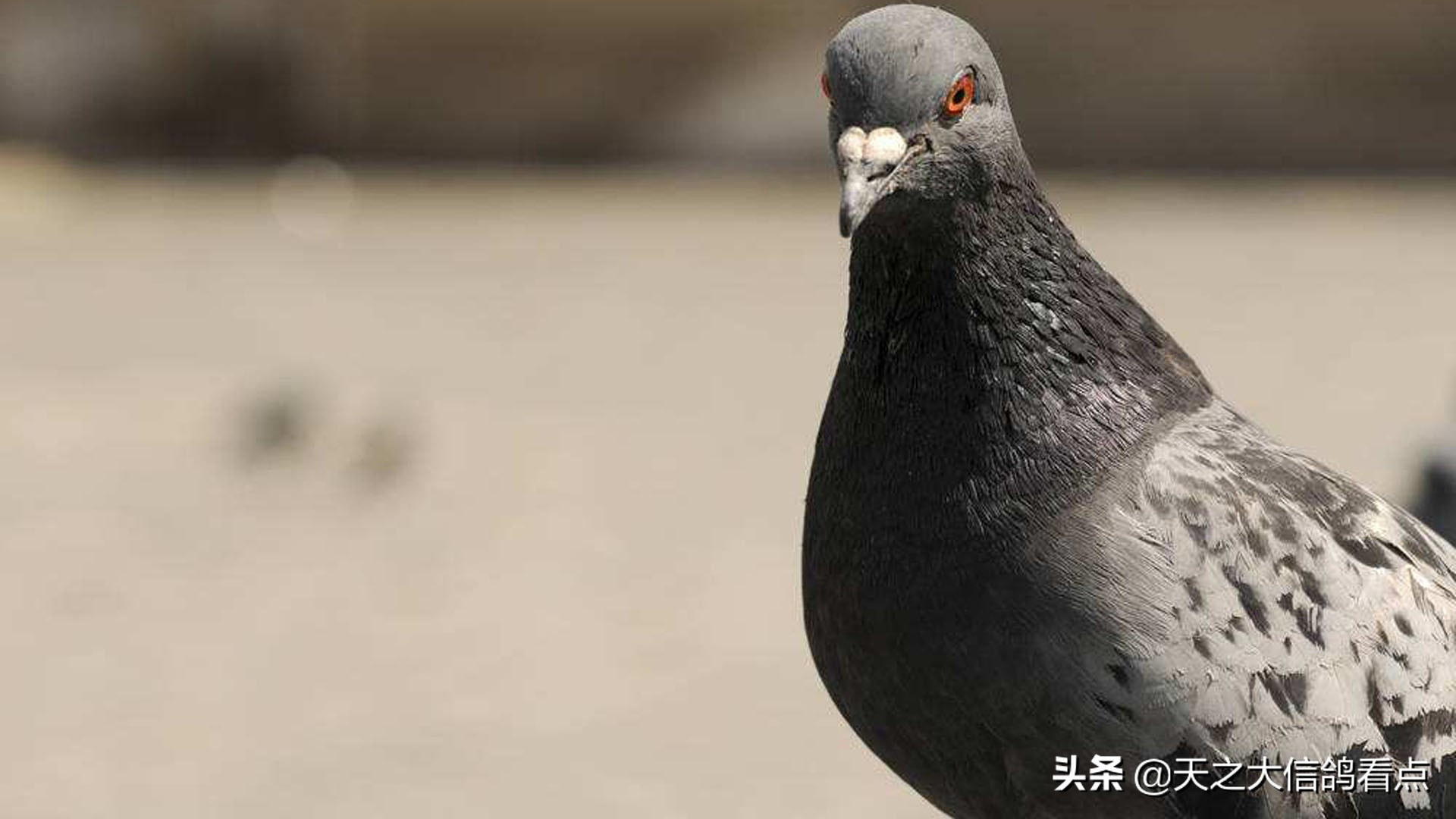 赛鸽训放怎么才能避免腺病毒,赛鸽腺病毒的正确消毒方法