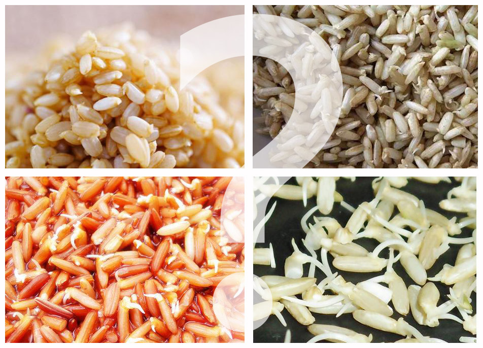 糙米发芽营养跟没发芽一样吗,糙米发芽了还能吃吗