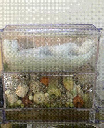 家里面养几条小金鱼好,家里养小金鱼几条最合适