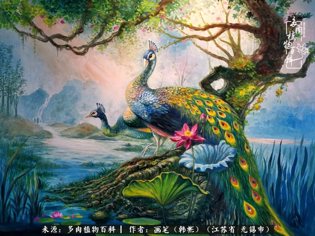 阳台多肉花园简直美翻了,适合男生养的多肉