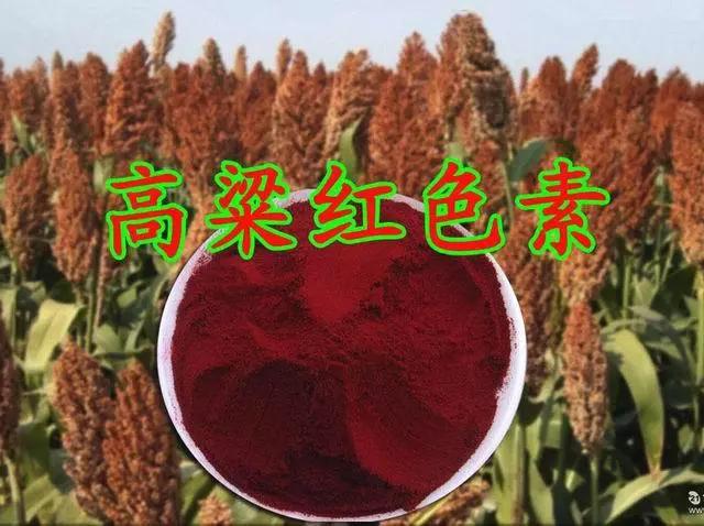 高粱全世界都有吗,各种高粱的认识