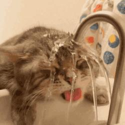 猫咪突然变得很爱喝水是什么原因,猫咪怎么突然变得爱睡觉了