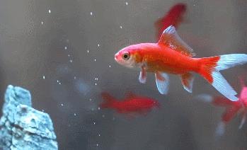 小米超白鱼缸带水草,超白玻璃鱼缸小米