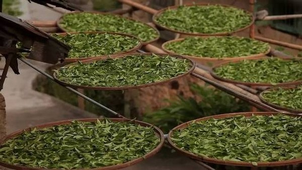 神奇的东方树叶原声,神奇的东方树叶饮料