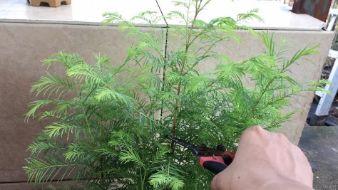 苹果盆景修剪技巧图解,新手也能学会的修剪盆景技巧