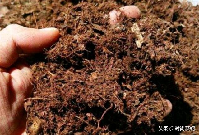 养花营养土小妙招,盆栽养花一定要用营养土