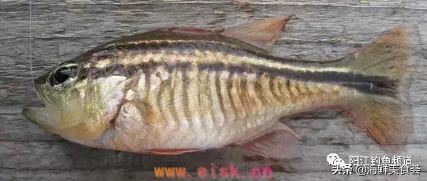 中国本土最便宜的鱼10种,哪些鱼档次又高又便宜