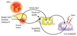 猫咪自发性膀胱炎可以吃止疼药么,猫咪急性膀胱炎可以吃什么药