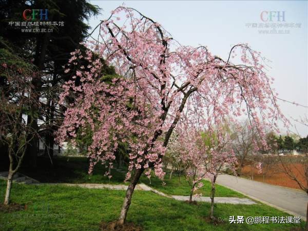 户外旅游看樱花,赏花赏樱花