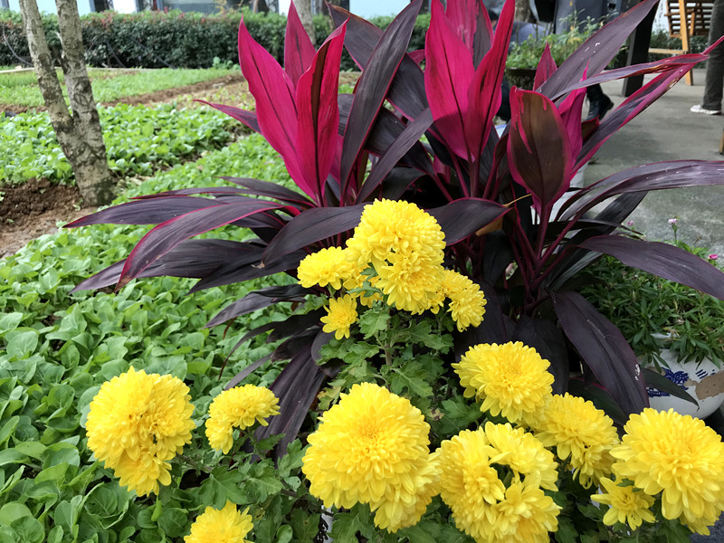 采菊东篱下悠然见南山拙政园,采菊东篱下悠然见南山芒种