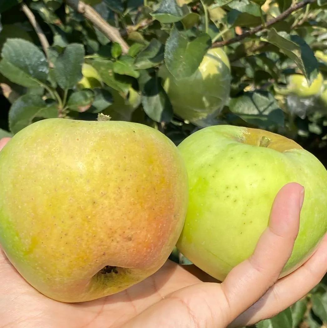 苹果嫁接什么水果好,苹果必须嫁接才好吃吗