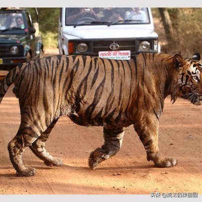 巴梅拉雄虎,传奇虎王战斗视频