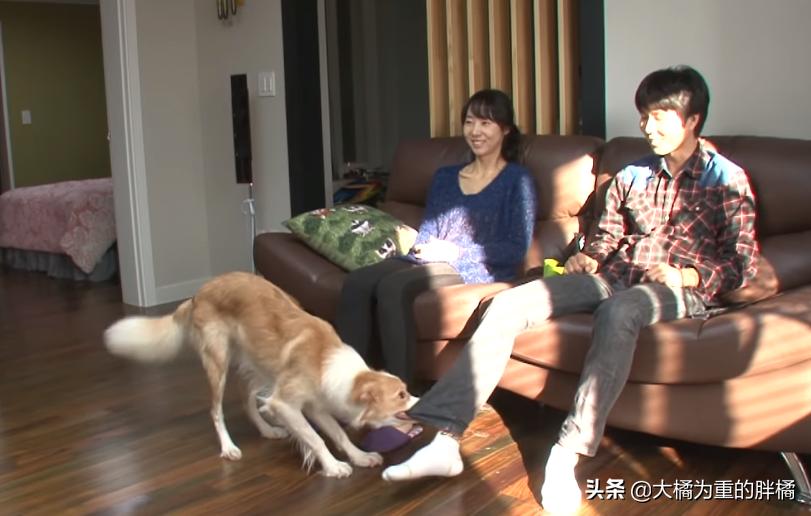 狗狗看电视笑得无法自拔,狗狗居然会踢足球