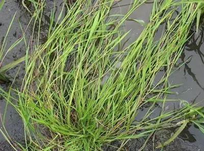 田间杂草认不清来看高清大图,常见田间杂草图片