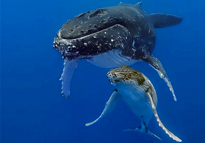在水里鲸鱼是如何给鲸宝宝哺乳的,鲸是怎么哺乳的