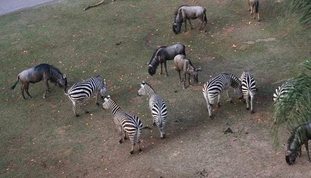 广州长隆四天三晚旅游推荐,4天去广州长隆和珠海看海怎么玩