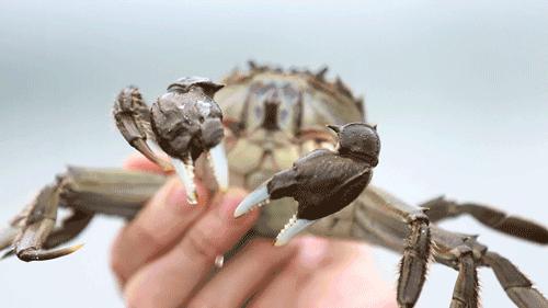 阳澄湖大闸蟹蟹黄蟹膏哪种好吃,去阳澄湖吃大闸蟹蟹黄