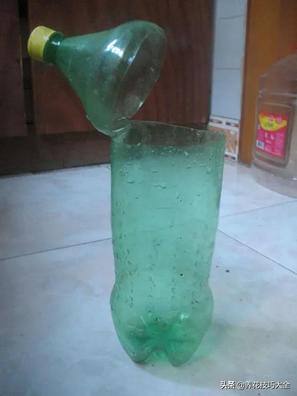 1个塑料瓶，繁殖出10盆栀子花，成活率高，新手也能玩