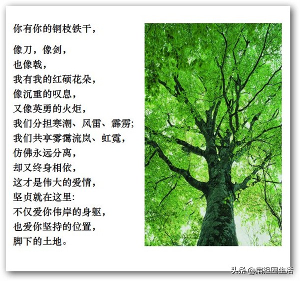 致橡树最好的部分,致橡树最好的爱情是与你并肩站立