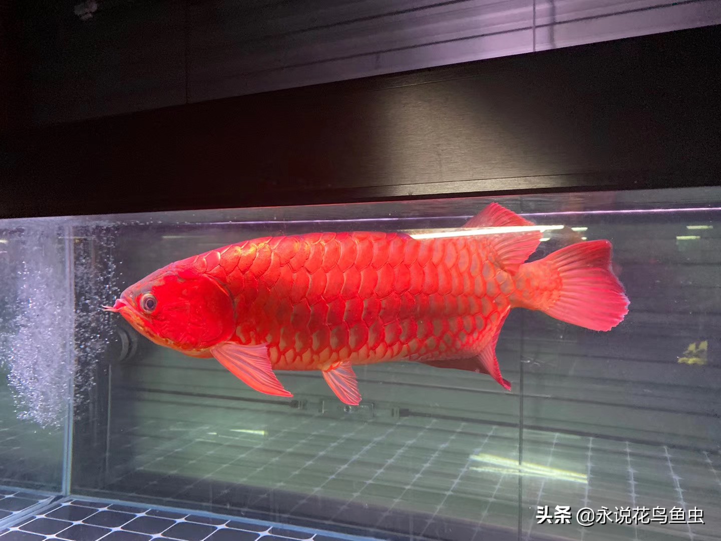 饲养红龙有蛋白虫应该怎么处理,饲养红龙蜈蚣的湿度需要多少