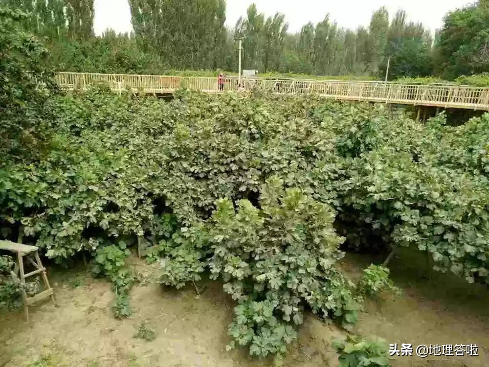 南疆印象三岔口,南疆印象系列简介