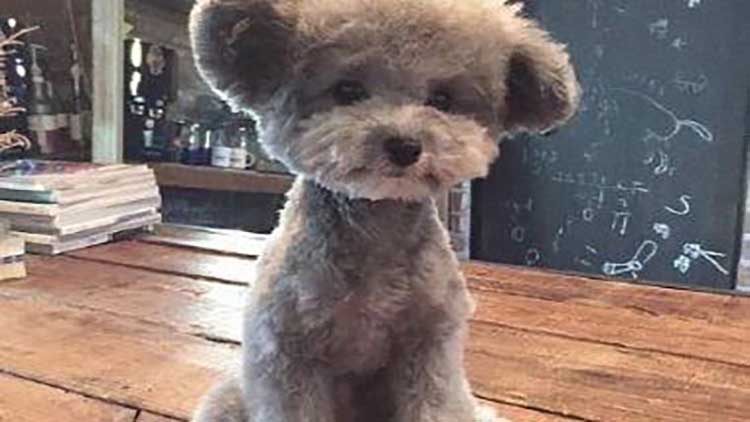 怎么教出温顺的狗狗,狗狗不听话怎么教