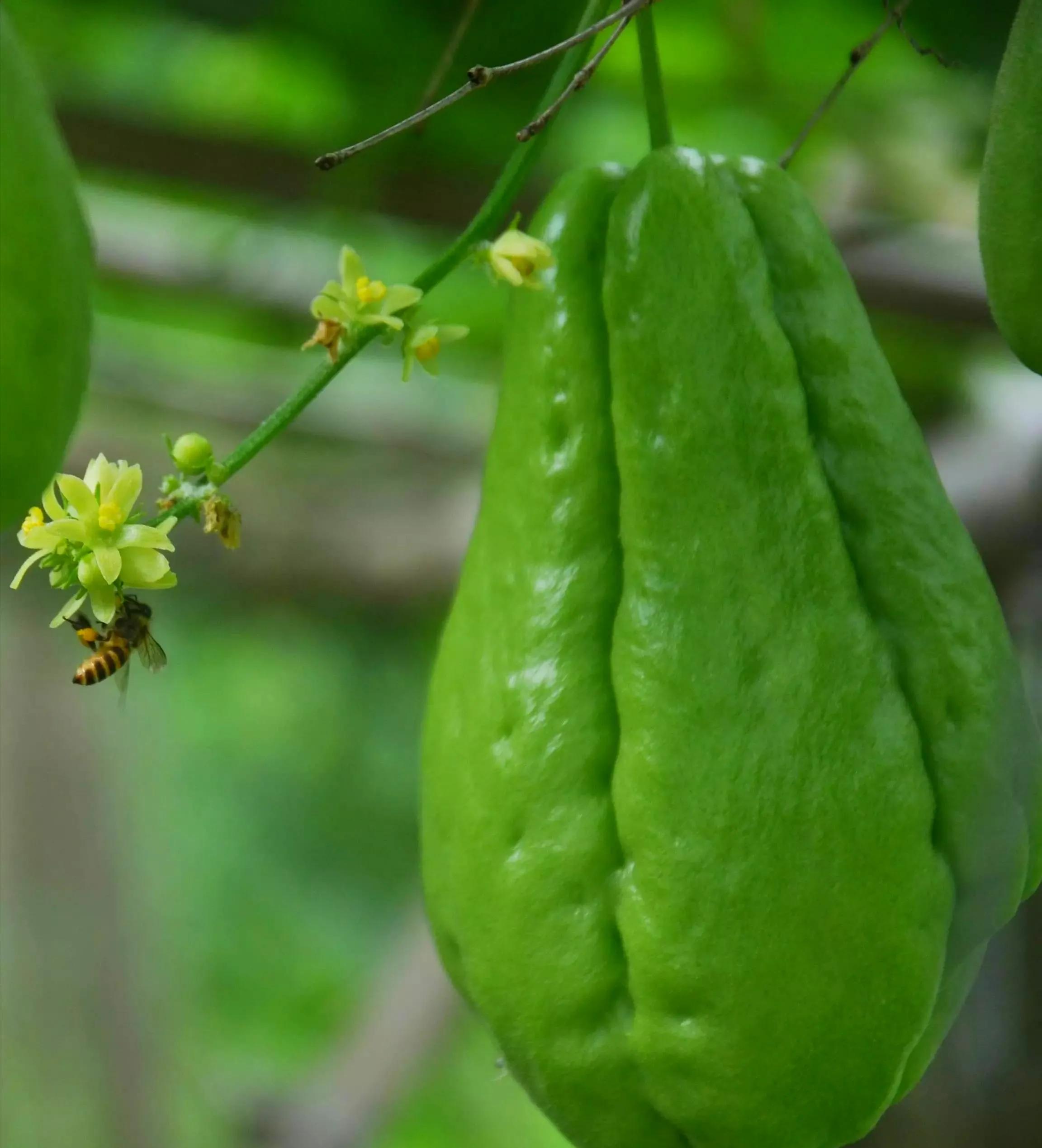 纯真年代（15）贵州安顺佛手玉润念佛手瓜