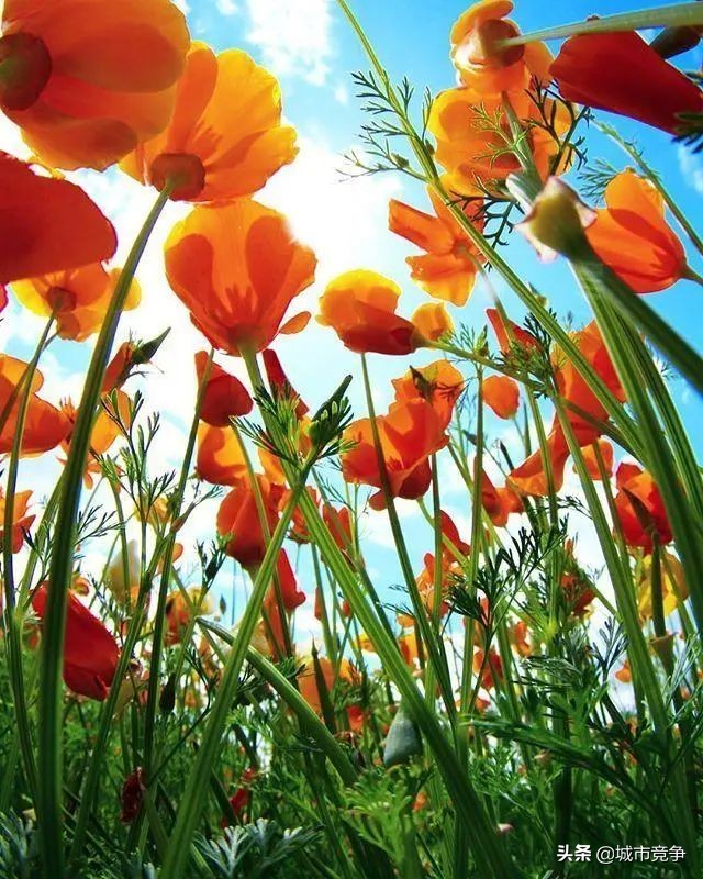 这辈子要去的十大景区合集,国内必去50个景点你去过几个了呢