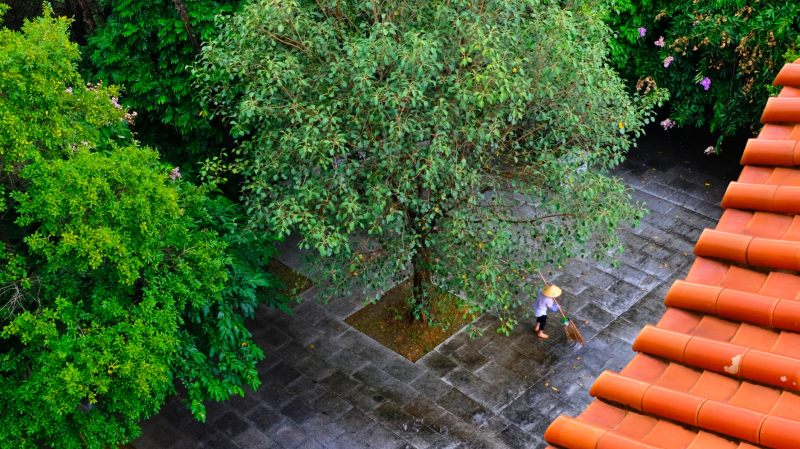 云浮南山森林公园锦鸡,云浮南山森林公园航拍