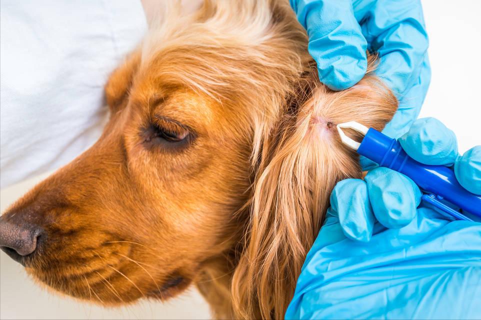 狗狗被跳蚤咬了身上有血痂怎么办,狗狗有跳蚤怎么办