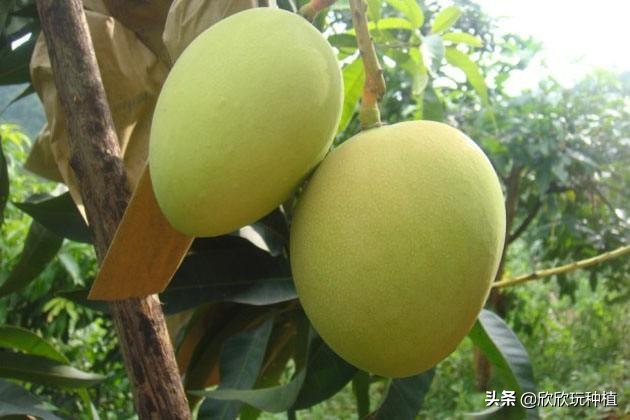 水果套袋哪种最好,葡萄果袋套袋方法