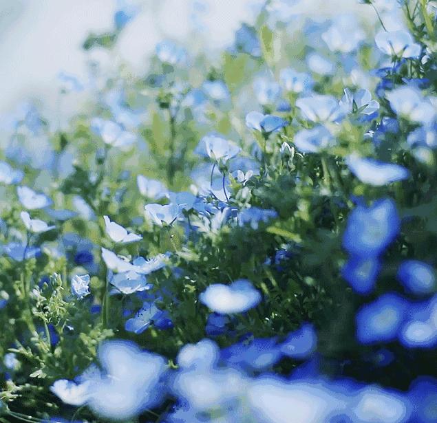 紫藤挂云木花蔓宜阳春下一句,紫藤挂云木花蔓宜阳春整首诗