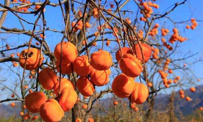 自制酿酒设备做出来的酒好不好喝,白酒制作养生酒