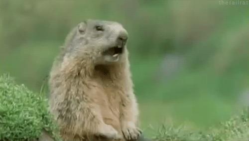 你以为土拨鼠只会尖叫？其实它可能正在骂你