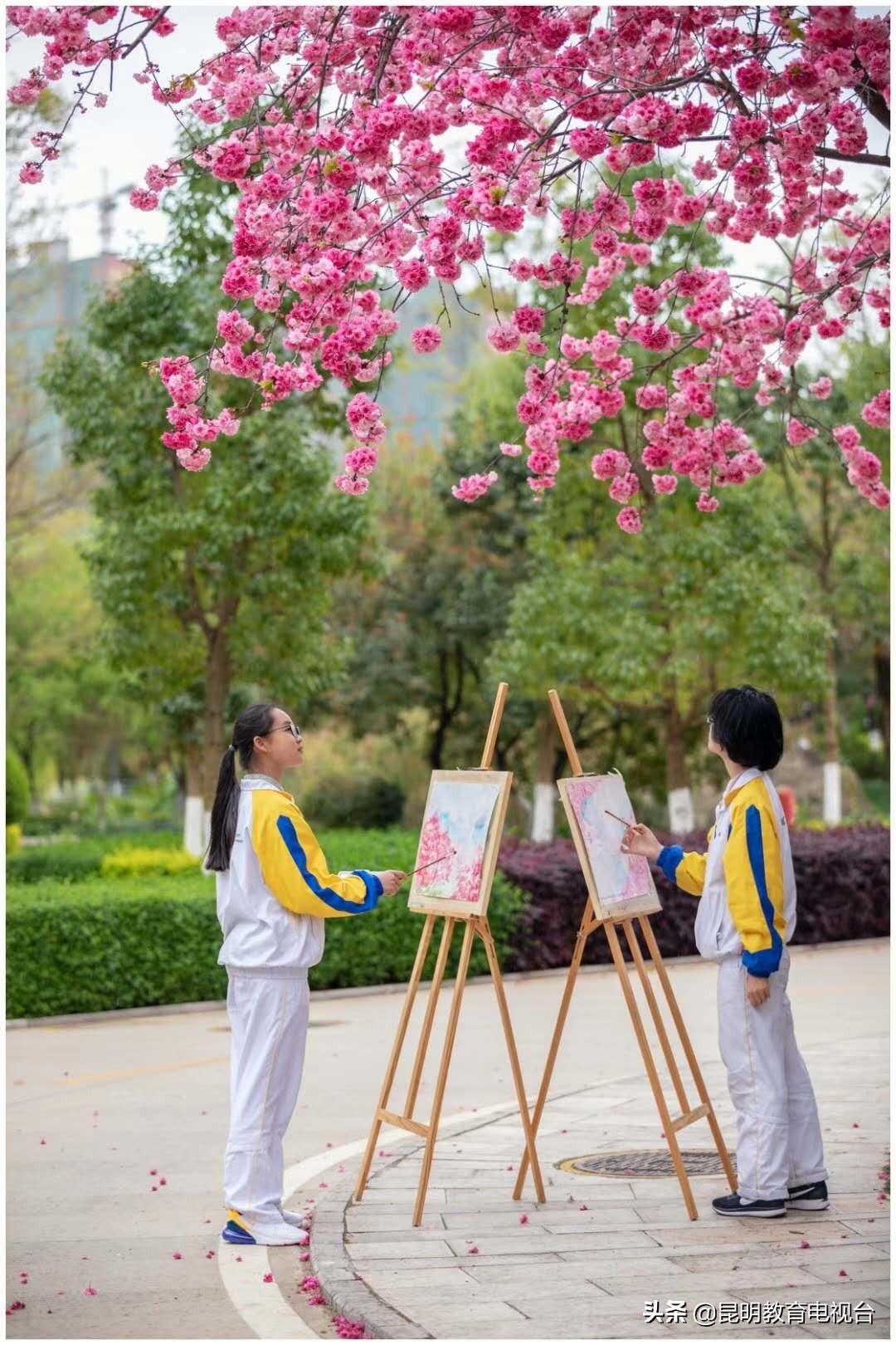 三中“拾”光“樱”为有你——一个师生与樱花的约定