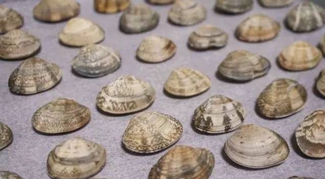 来一盆花蛤，藏不住的鲜