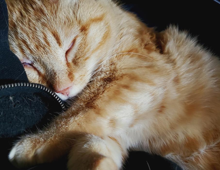 货车司机收养流浪狗后续,司机收养流浪猫一人一车三只猫