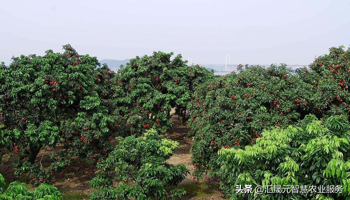 荔枝叶子有点黄怎么办,荔枝叶起疙瘩