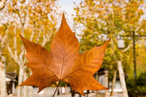 法桐防治病虫害的方法,法桐病虫害最佳治疗方法