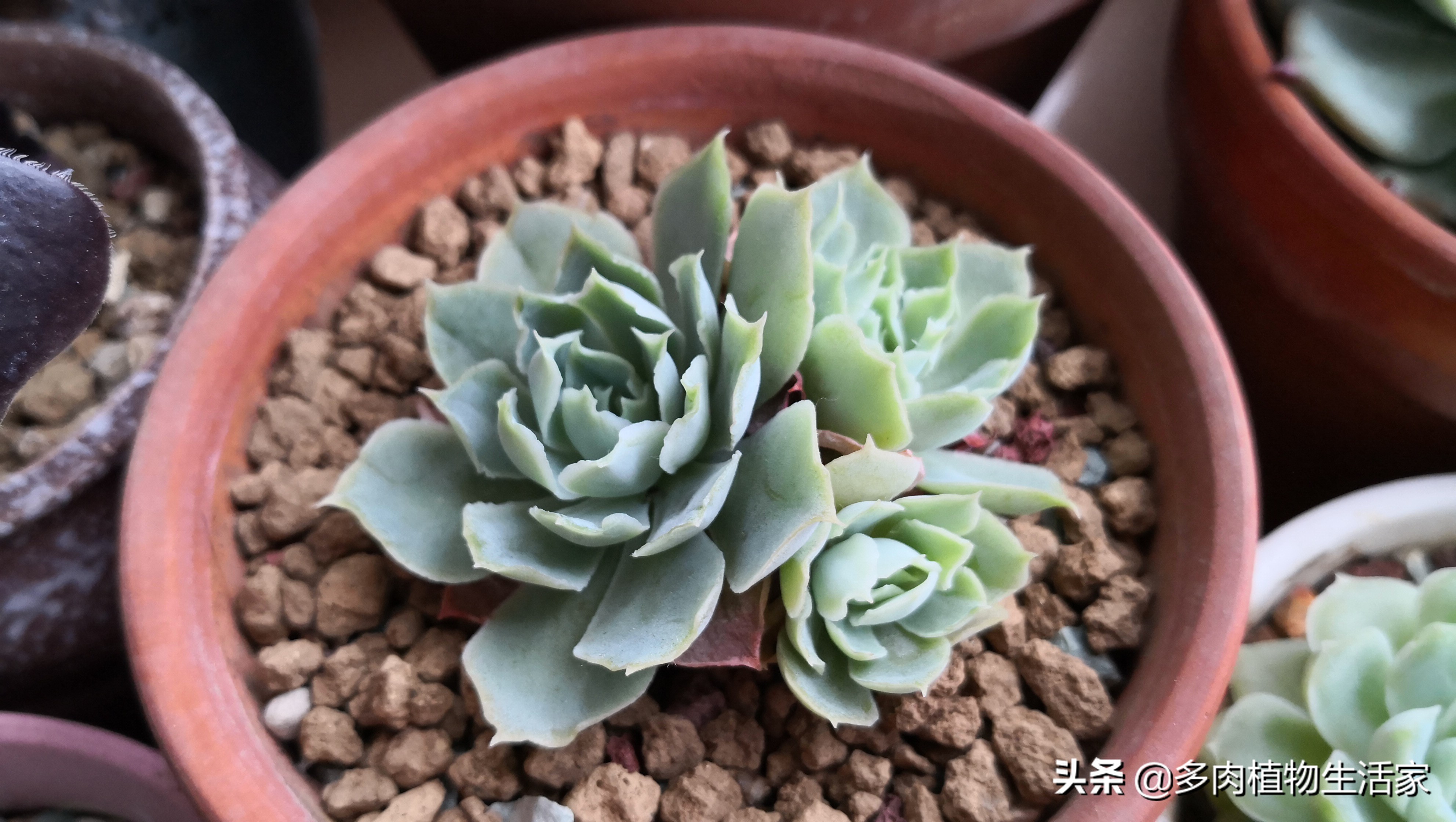 多肉经历寒冬酷暑迎来了春天,多肉经历了冬天的寒冷变得更美