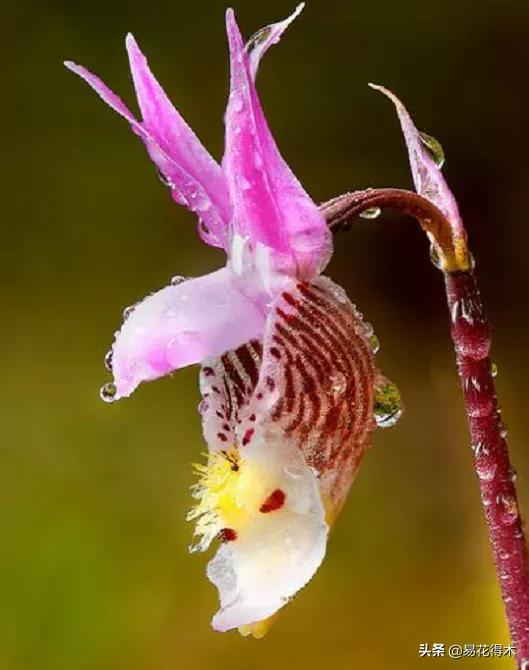 布袋兰花品种图片大全,我国特有的单种属珍稀濒危兰花