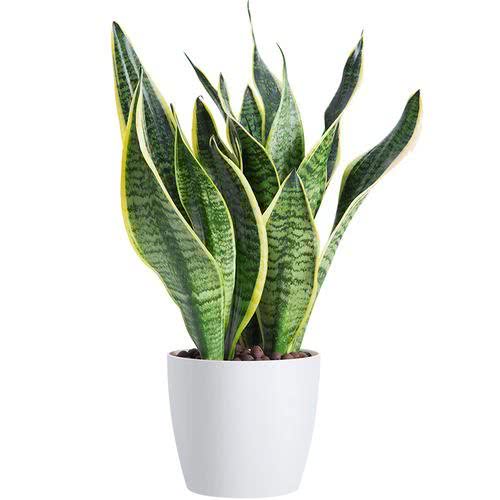 十二属相对应的植物,十二生肖中最罕见的植物