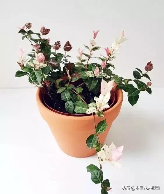 打翻了调色盘的花,打翻了调色盘的美景