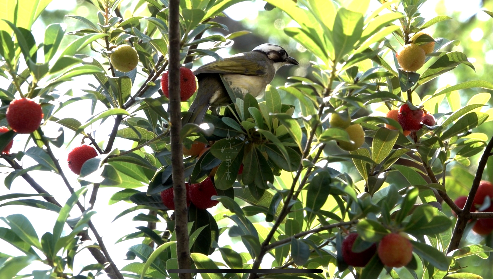 鹎踏梅枝自成画,花落如雨惊闲人