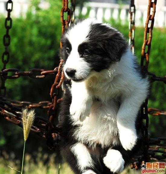 鐙楃嫍澶у叏鍙埍,鍙埍鐨勫皬鐙楃嫍閫佺粰鐖辩嫍浜哄＋