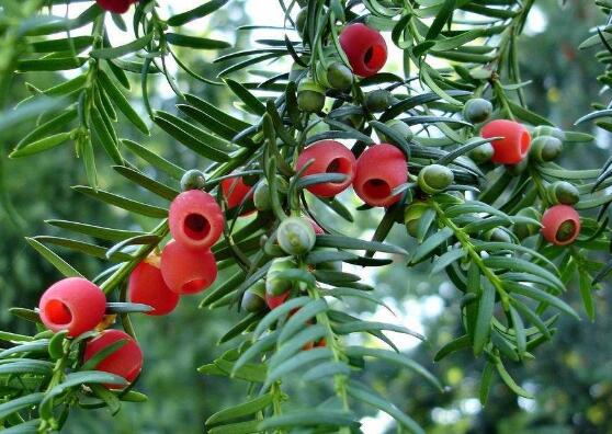 红豆杉掉果是怎么回事,红豆杉掉花苞怎么回事啊