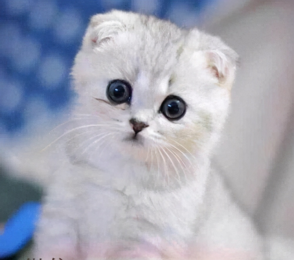 宠物猫的名字,宠物猫可爱的品种