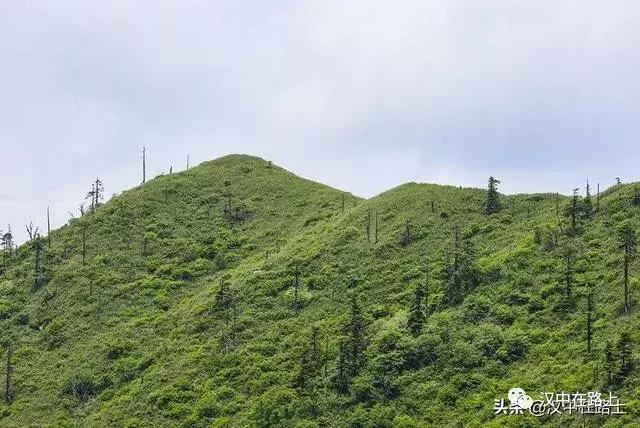 探秘汉中,汉中一村子窜入野生羚牛