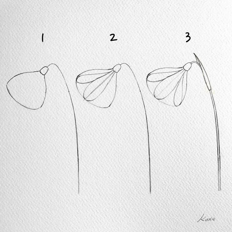 一分钟教你简单画花,简单的花卉图教程