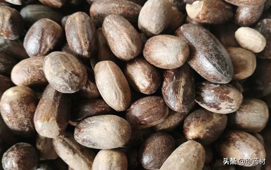 药材市场今日观察第五期,药材市场每日观察二十四期